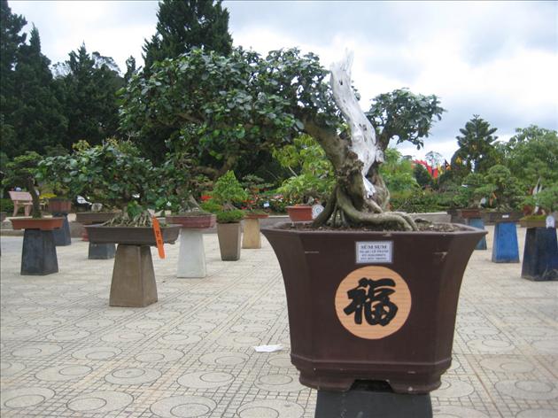 Bonsai, cy cảnh tại Festival Đ Lạt 2012 phần 2